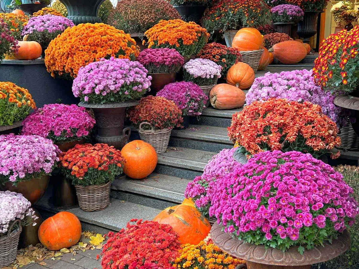 De charme van chrysanten: een gids voor herfstbloei