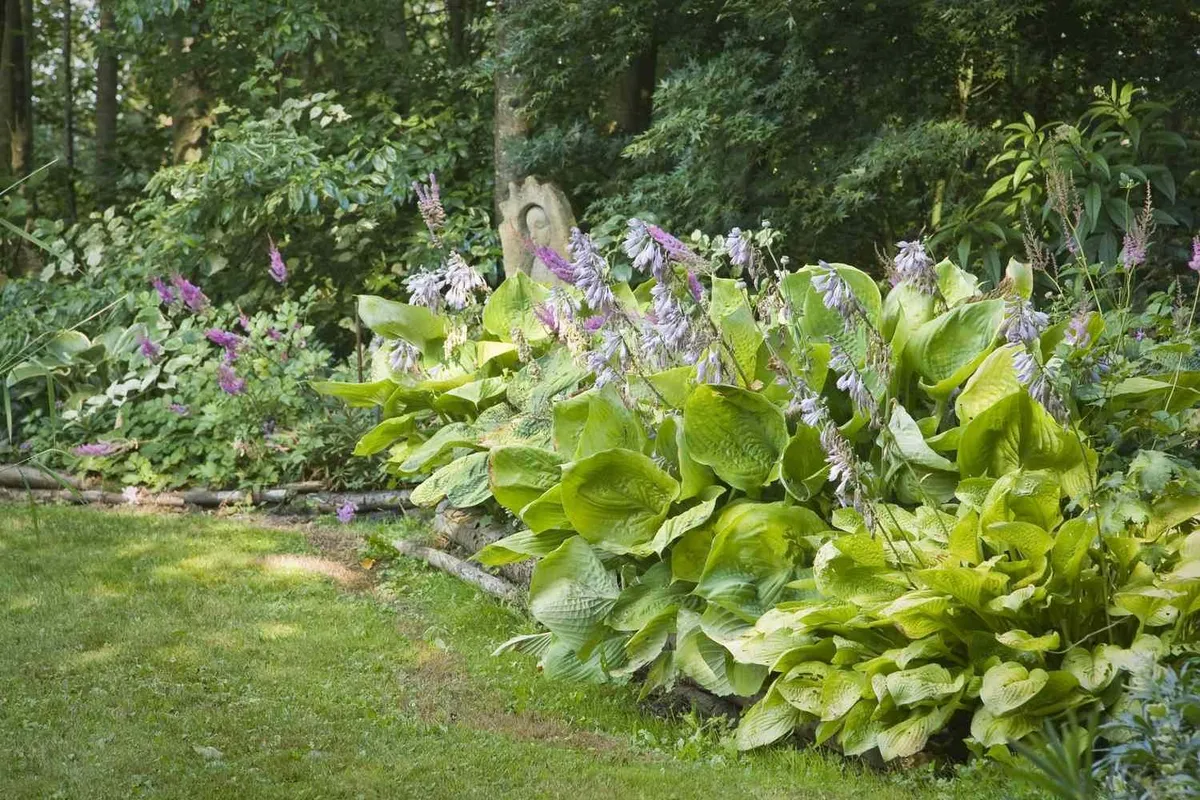 Waarom het snoeien van hosta's onmisbaar is