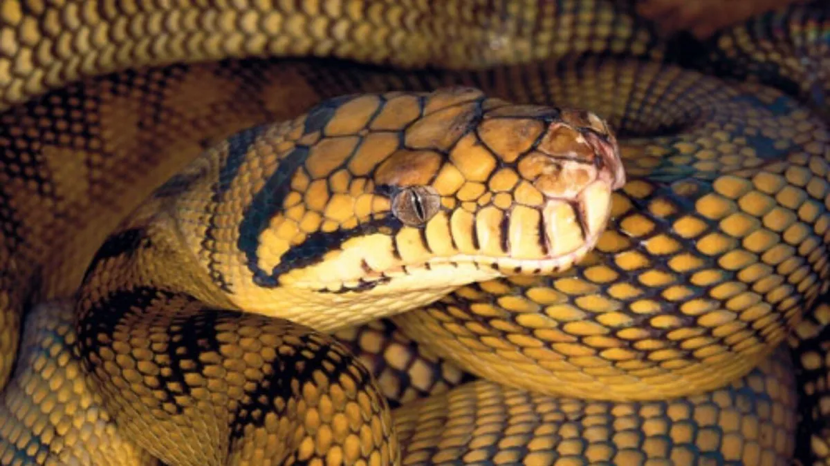 Canadese schrijver Kat Finnerty ontmoet Australische scrubpython