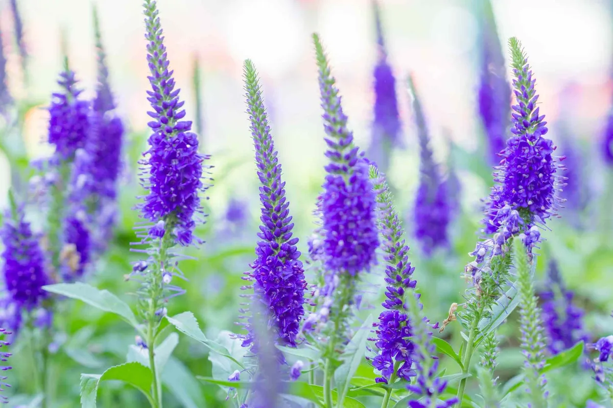 Creëer een sprankelende lentetuin door herfstbeplanting