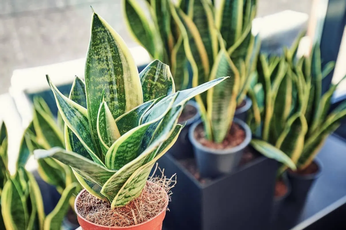 Red je sansevieria: hoe om te gaan met overbewatering